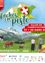 Vaches en piste