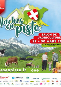 Vaches en piste